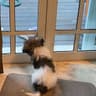 dog staring at the window